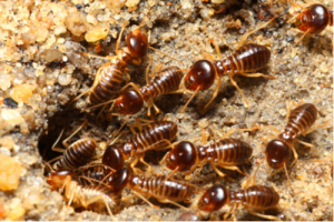 Subterranean Termites | Eco Max | Columbus IN