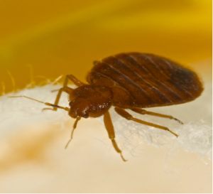 Bed Bug Exterminator | Columbus IN | Eco-Max Environmental