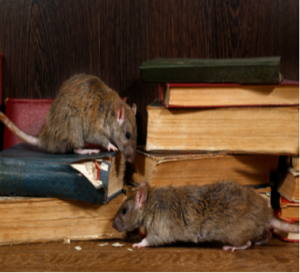 Rat Exterminators | Eco Max | Columbus IN
