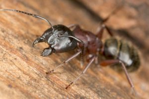 Carpenter Ant | Eco-Max Pest | Columbus IN