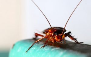 Cockroach Exterminator | Columbus IN | Eco-Max Environmental