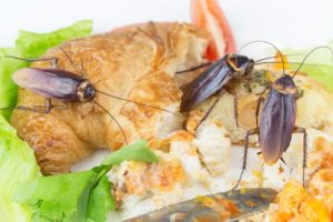 Restaurant Cockroach Control | Eco Max | Columbus IN