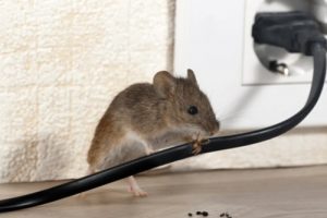 Mouse Control | Eco Max | Columbus IN