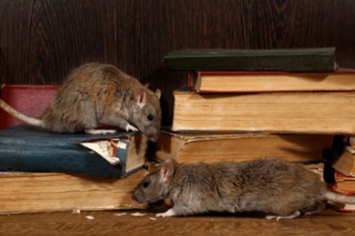 Mouse & Rat Control - Rodent Exterminator - Columbus IN