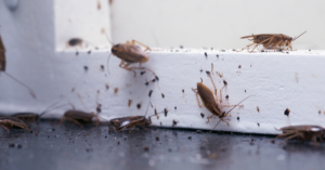 Cockroach Control | Columbus Indiana | Eco-Max Pest