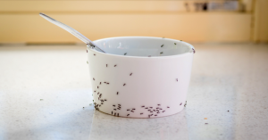 How Can I Control Ants in My Kitchen | Eco Max Pest Control