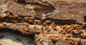 What Are Subterranean Termites? | EcoMax Pest Control