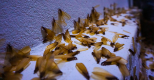 Subterranean Termites? | EcoMax Pest Control