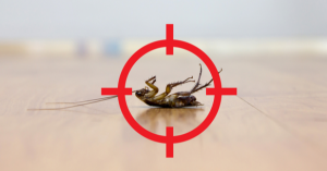 Annual Pest Control Service vs One Time Application | EcoMax Pest Control