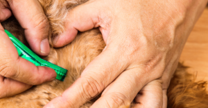 Can Fleas Be Controlled In My House? | EcoMax Pest Control