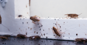 Do Cockroaches Carry Disease? | Eco Max Pest Control