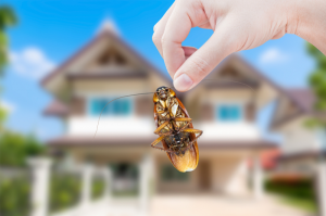 3 Ways to Determine if You Have a Serious Pest Problem | EcoMax Pest Control