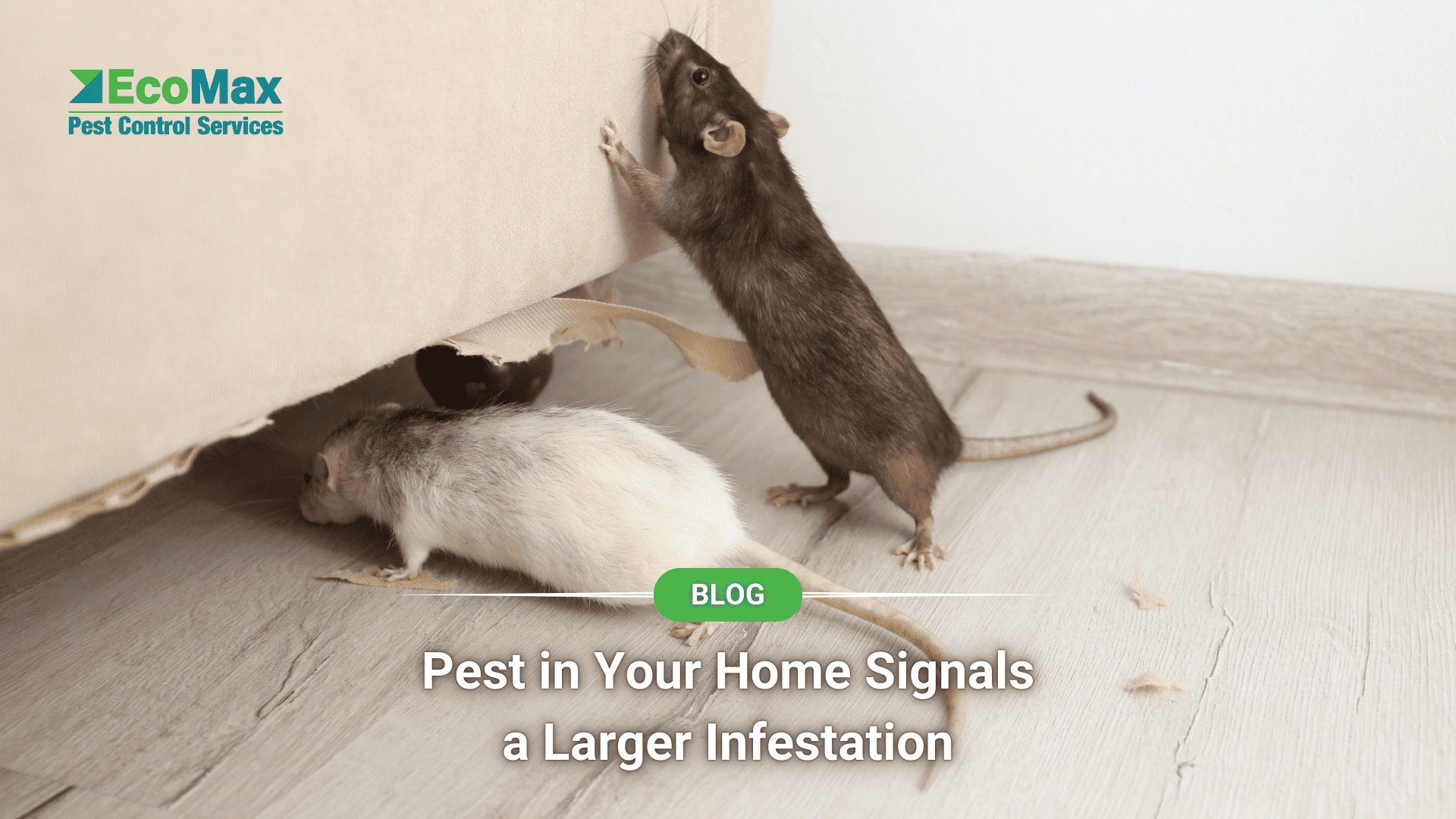 Pest in Your Home