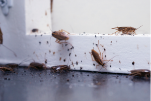 Follow These Steps to Avoid a Pest Infestation in Your Home | EcoMax Pest Control