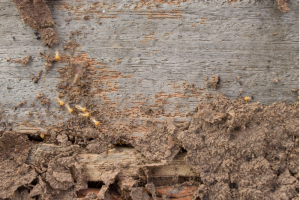 3 Best Termite Control Tips | EcoMax Pest Control