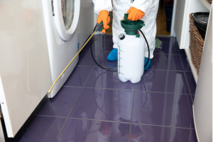 Tips to Help You Keep Your House Free from Pests | EcoMax Pest Control