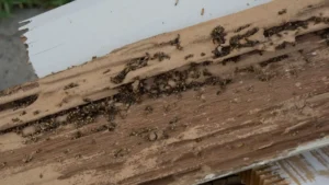 Damaged Wood