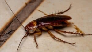 Dead Insects
