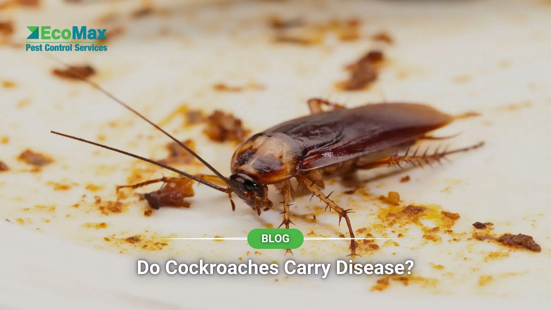 Do Cockroaches Carry Disease