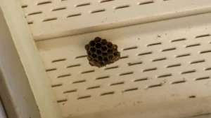 Nesting Material of Pest