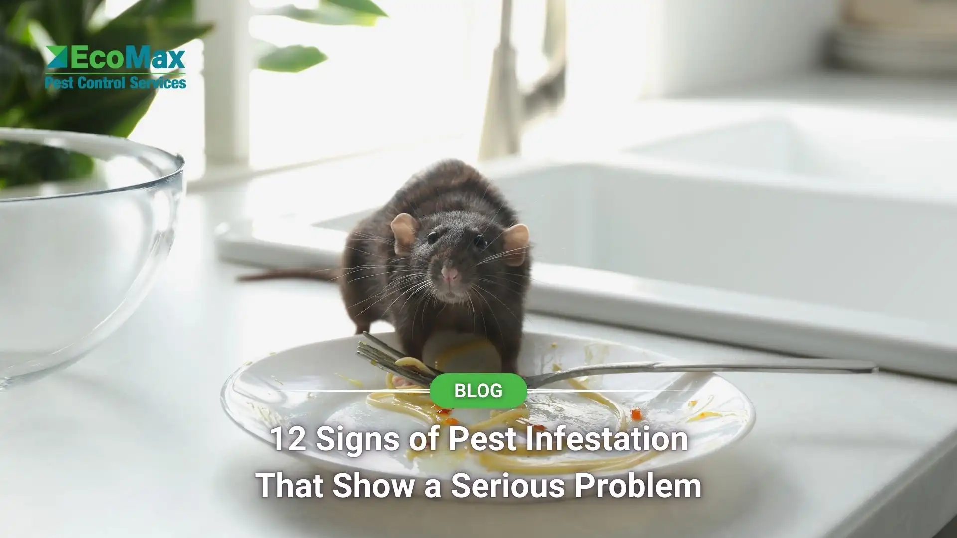 12 Signs of Pest Infestation