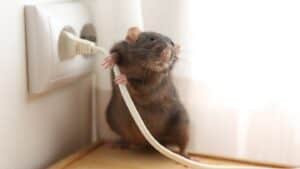 Visible Pests